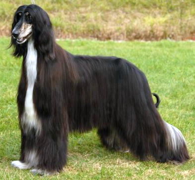 Sasha at Royal Cornwall Showground 2008.
Photo by Dewerstone Photography.